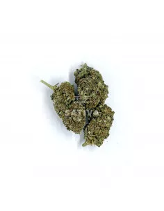 Susz CBD Sativa Poland Super Jamaica 1g 2
