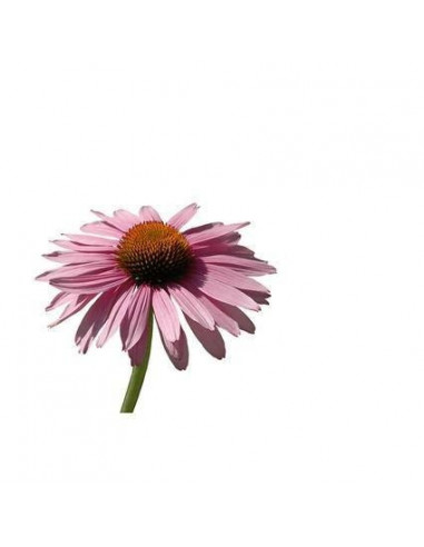 Echinacea BIO 15g biological dried for aromatherapy