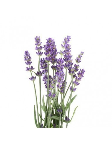 Lavender BIO 15g biological dried for aromatherapy