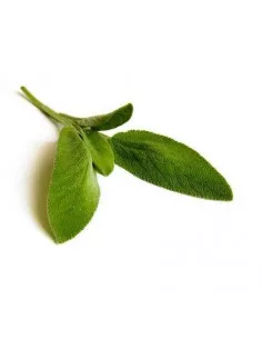 Szałwia BIO 15g susz biologiczny do aromaterapii