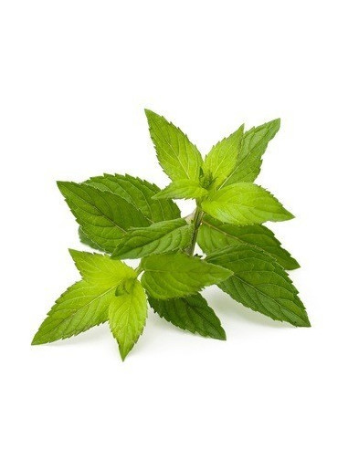 Peppermint BIO 15g biological dried for aromatherapy
