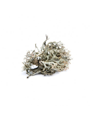 Icelandic moss BIO 15g biological dried for aromatherapy