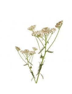 Krawnik BIO 15g susz biologiczny do aromaterapii
