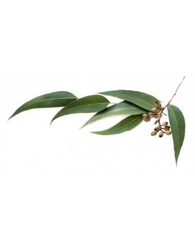 Eucalyptus BIO - dried for aromatherapy and vaporization