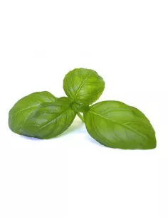 Bazylia BIO - susz do waporyzacji i aromaterapii