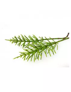 Skrzyp polny - susz biologiczny do waporyzacji