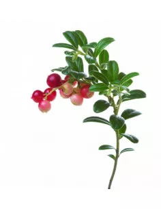 Mącznica lekarska BIO - susz do waporyzacji