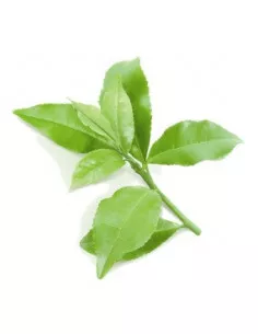 Zielona herbata ECO- Susz do aromaterapii i waporyzacji