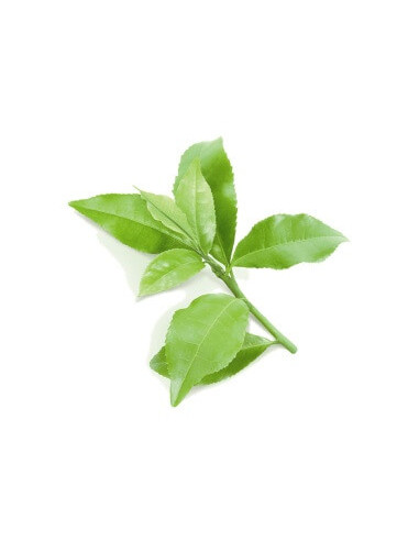 Zielona herbata ECO- Susz do aromaterapii i waporyzacji