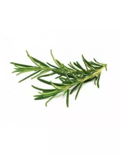 Rozmaryn ECO- Susz do aromaterapii i waporyzacji gałązka