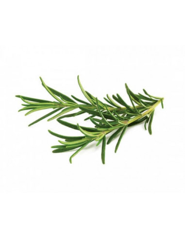 ECO rosemary - Dried for aromatherapy and vaporization