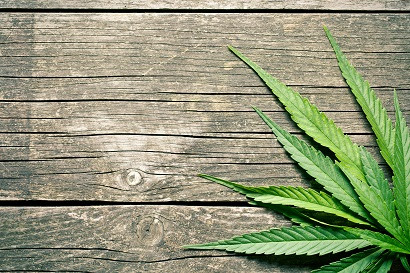 Medyczna marihuana Cannabis flos S-Lab 18% THC – Pink Kush​