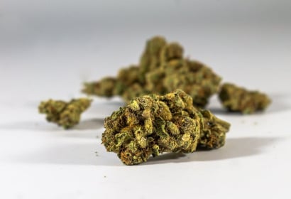 Frosted Lemon Angel – Cannabis flos PHYTOPUR BIO: właściwości, działanie i aromat medycznej marihuany