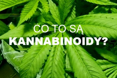 What are cannabinoids? The most important information and practical application.